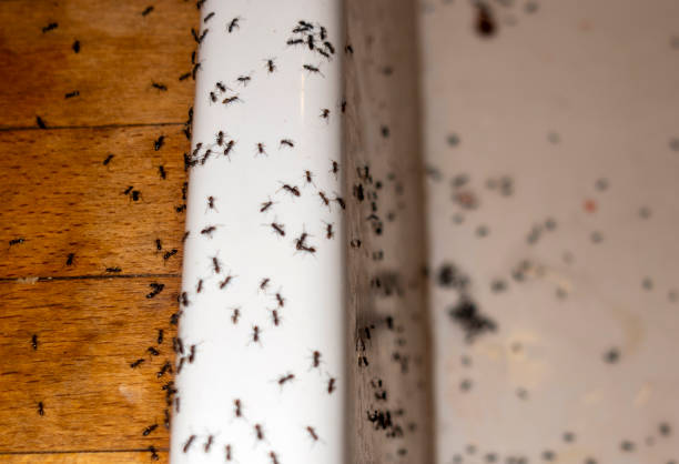 Best Termite Control Services  in Kahoka, MO