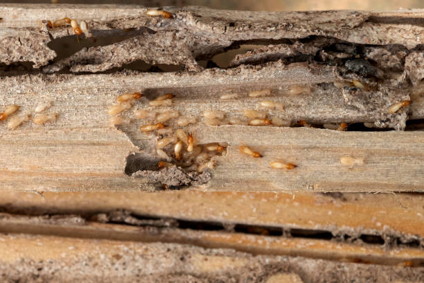 Best Pest Control Near Me  in Kahoka, MO